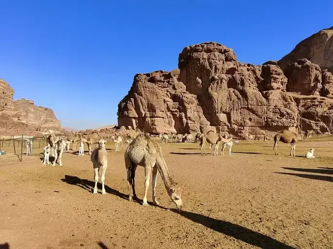 Jebel El Lawz Tour | Jabal Al Lawz Tour | Saudi Arab Tour